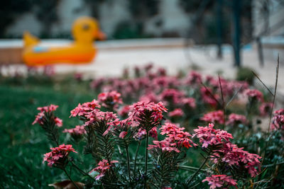 Close-up of pink flowering plants in park