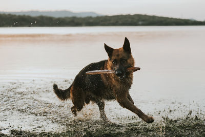 Dog running on the beach