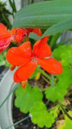 Close-up of wet orange flowers blooming outdoors