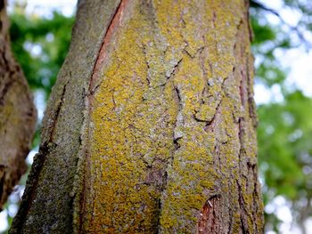 Close-up of moss growing on tree trunk