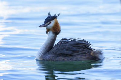 Close-up of duck swimming in lake