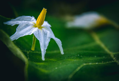 Close-up of white flowering plant