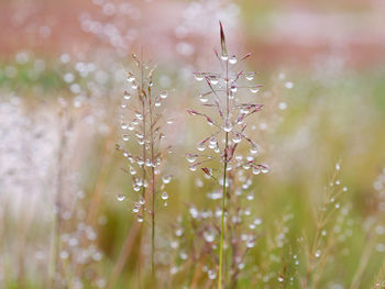 Close-up of raindrops on plant