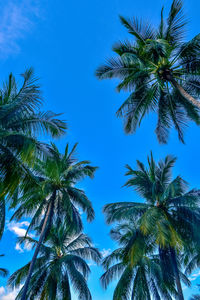 Low angle view of palm trees against blue sky