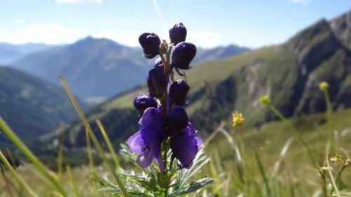 Close-up of purple crocus blooming on field