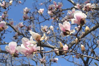 Low angle view of apple blossoms in spring