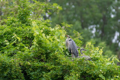 Bird perching on a tree