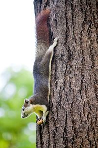 Squirrel on tree trunk