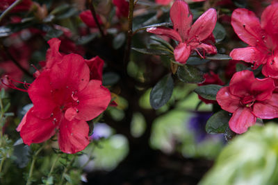 Close-up of pink flowers