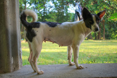 View of a dog standing on land