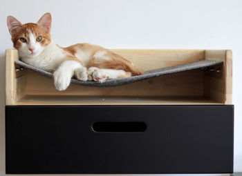 Close-up portrait of a cat resting