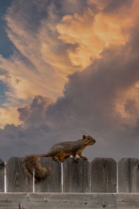 Side view of fox on field against sky during sunset