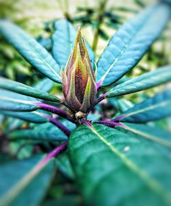 Close-up of flower