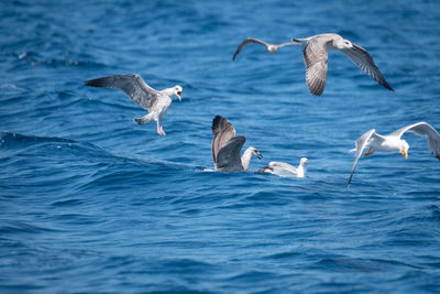 Seagulls flying over sea