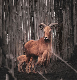 Deer standing on wood