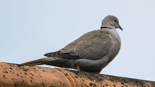 Low angle view of bird perching against clear sky