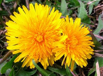 Close-up of yellow flowering plant