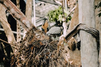 Low angle view of birds on tree