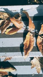 Close-up of dry autumn leaf on street