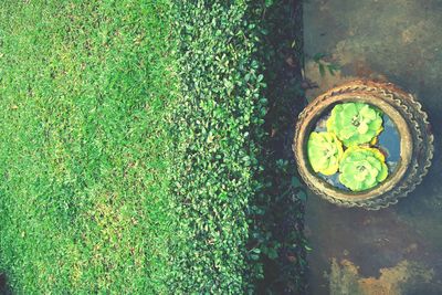 High angle view of grass