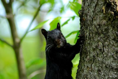 Close-up of squirrel on tree trunk