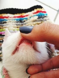 Close-up of hand holding dog