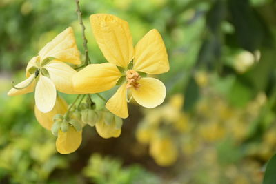 Close-up of yellow flowers blooming outdoors