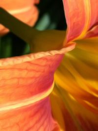 Close-up of red flower