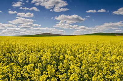 Scenic view of oilseed rape field against sky