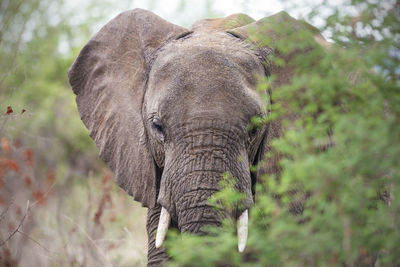 Close-up of elephant