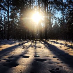 Sun shining through trees in forest during winter