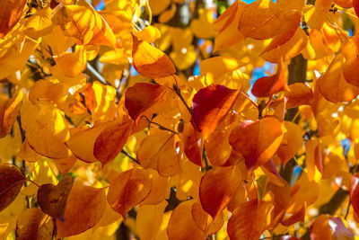 Close-up of yellow flowers