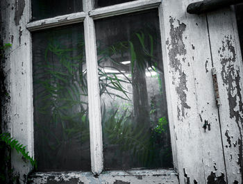 Plants growing on old abandoned building