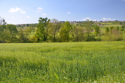 Scenic view of field against sky