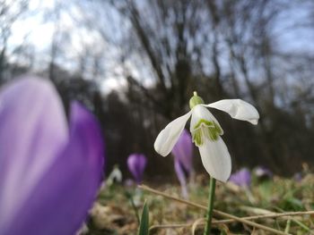 Close-up of purple flowers blooming outdoors