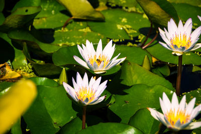 Close-up of lotus water lily in pond