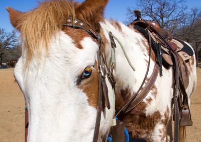 Horse standing at farm on sunny day