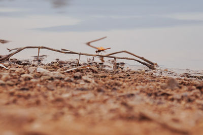 Close-up of insect on land