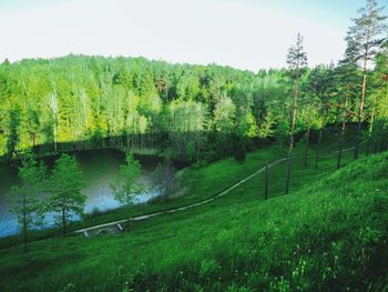 Scenic view of river amidst trees against sky