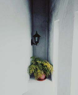 Potted plant and electric lamp in niche