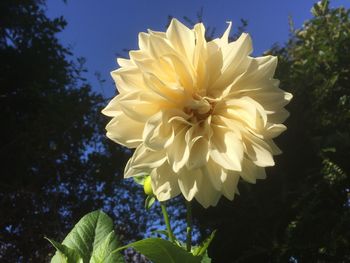 Close-up of yellow flowering plant