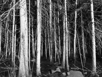 Trees in forest