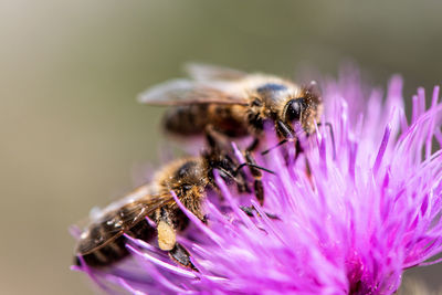 Close-up of bee pollinating on purple flower