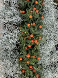 High angle view of orange plants