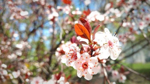 Close-up of pink flowers blooming on tree