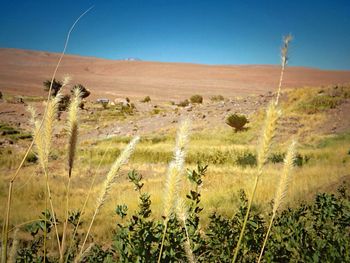 Scenic view of grassy field against sky