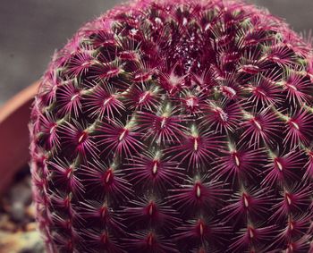 Close-up of succulent plant