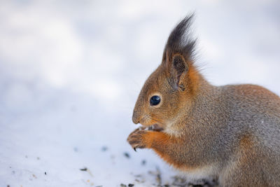 Close-up portrait of squirrel. squirrel sits in snow and eats nuts in winter snowy park. winter 