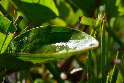 Close-up of wet plant leaves