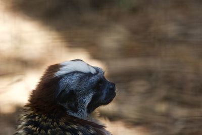 High angle view of tamarin monkey at zoo